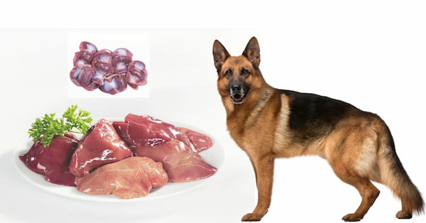 🥇 Receta de hígado y mollejas de pollo para perros