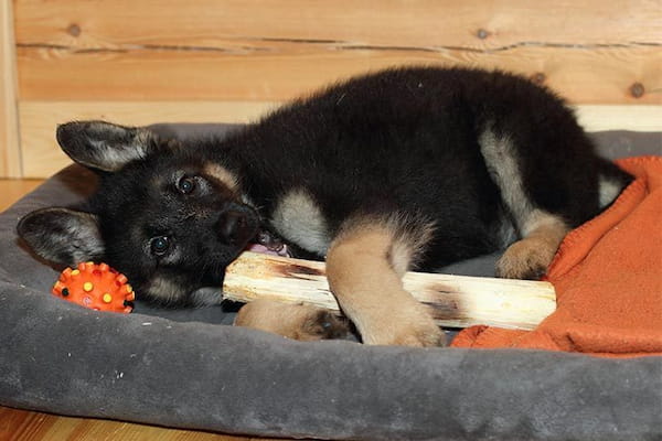 Cachorro de pastor alemán masticando un gran hueso mientras está tumbado en su cama.
