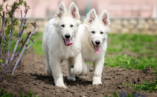 Cachorro de pastor alemán blanco