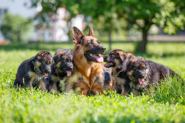 Cuidados de un cachorro de pastor alemán