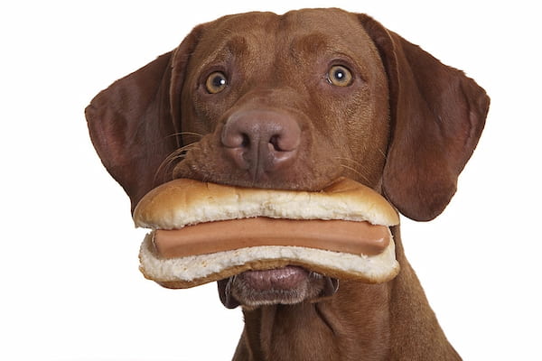 perro y pan