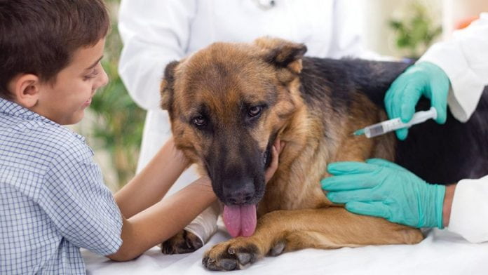 vacunas perro peluqueria canina