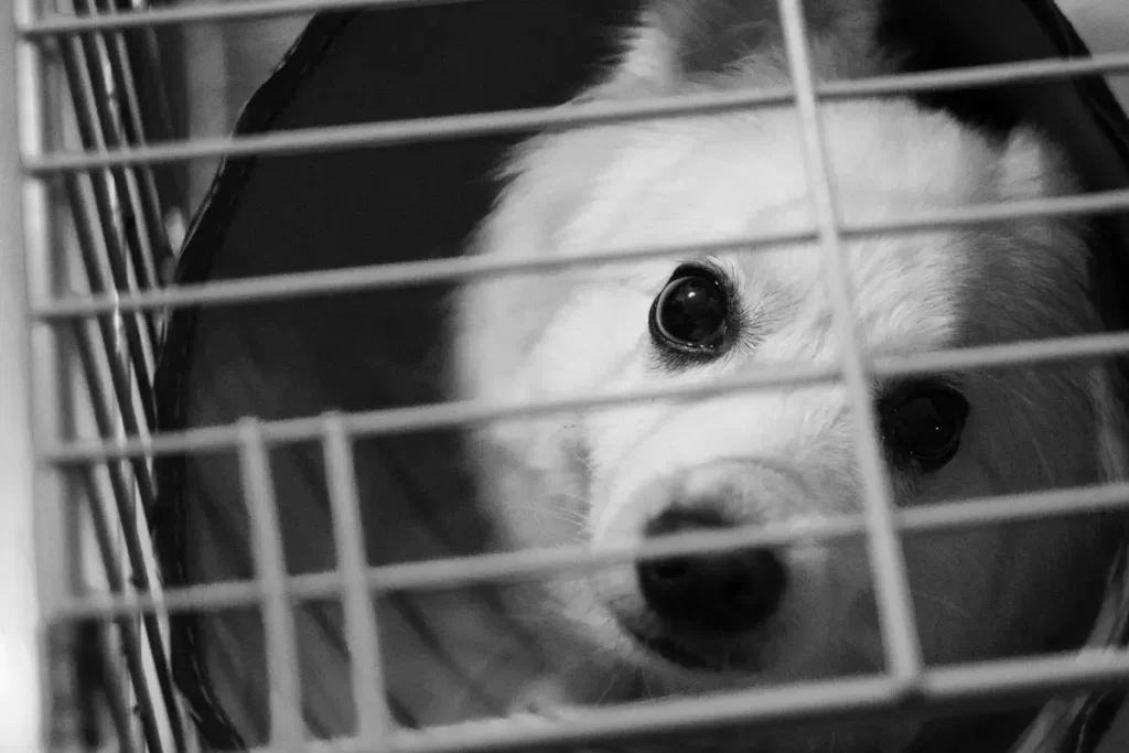 Perreras en Barcelona que regalan perros: una opción para adoptar una mascota
